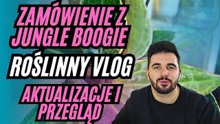 Rośliny z Jungle Boogie  Aktualizacje moich roślin / Przesadzanie / VLOG ROŚLINNY