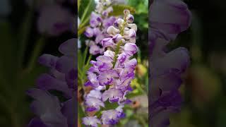Violet morning
