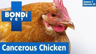 Chicken Diagnosed With Cancer  | Bondi Vet Season 7 Ep 2 | Bondi Vet Full Episodes