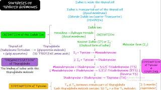 THYROID HORMONE (Synthesis). Chapter 77 part 1. Guyton and Hall Physiology.