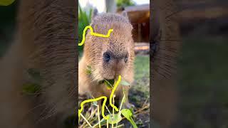 Capy Moments! Capybabies pt 2 #masbro #capivara #capybara
