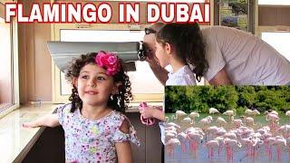 FLAMINGOS IN DUBAI |MELIHAT FLAMINGO DI DUBAI