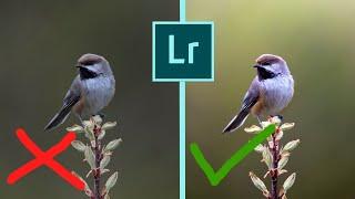 LIGHTROOM - TOP TIPS AND TRICKS IN EDITING BIRD PHOTOS. Get great results fast!