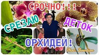 ОТДЕЛЕНИЕ И ПОСАДКА ДЕТОК ОРХИДЕЙ!  ПРОДАЮ #орхидеи ??! Про Phal. Charmer, Phal. Bowdion, #diy