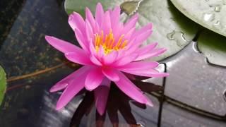 Нимфея Wild Fire (nymphaea Wild Fire)