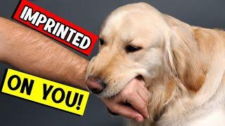 10 Signs That Your Dogs Considers You Their Parents!