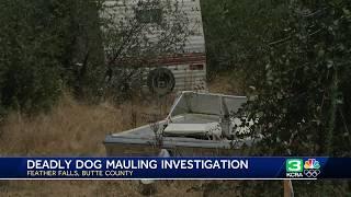 25 Great Danes Seized | Neighbors upset after Butte County woman mauled to death by dogs