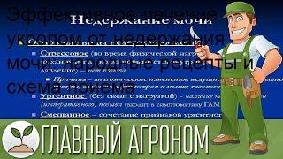 Эффективное лечение укропом от недержания мочи: народные рецепты и схема приема