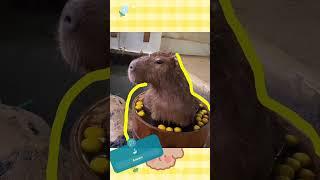 Capy Moments! Capybara having a bath   #capybara #masbro #capivara #kapibara