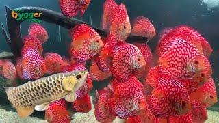 Golden Arwana Vs Ikan Discus Termahal Di Dunia Yang Perlu Kalian Tau