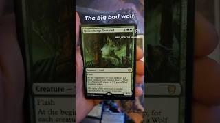 Pulling the big bad wolf! #mtg #magic #booster #cards #tcg #metal #music #wss #daily #opening #wolf