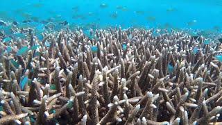 Snorkeling the beautiful outer coral reefs and tropical fishes of Bougainville in Papua New Guinea