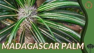 MADAGASCAR PALM Information and Growing Tips! (Pachypodium lamerei)