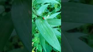 Scarlet lily beetle, red lily beetle, lily leaf beetle (Lilioceris lilii)