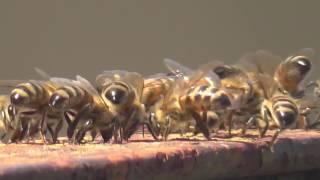 Wasps / bees are building something