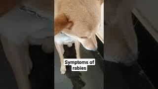 Symptoms of rabies in dogspls take care before it will be late|dog rabies|dog bite|attack |shorts