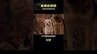吉娃娃大軍你見過嗎？可以制造一場沙塵暴的那種！《富貴吉娃娃》 #电影 #电影解说 #影视 #影视解说 #剧情