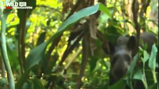 Wild Amazon HD National Geographic Documentary