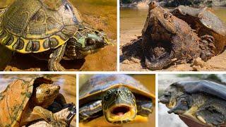 Turtles of South Mississippi (6 species!) with Grover Brown! Super BIG episode!!