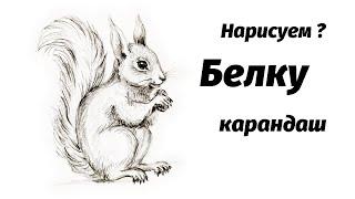 Как нарисовать белку карандашом. Мастер-класс // Short pencil drawing tutorial: squirrel