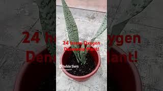 24 Hours Oxygen Denevala Plant! #Snake plant #Sensenviria #shorts #Trending