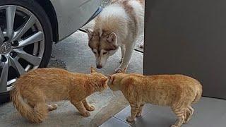 Smart Husky Dog Stopping The Cats Fighting