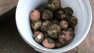 Когда можно начинать копать молодую картошку / When can I start digging new potatoes