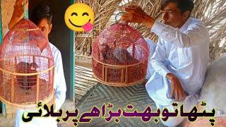 Partridge | Patha To Bahot Bada Hy Pr Bulai |#vlog | Siyal Aijaz Vlogs