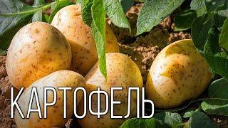 Potatoes: The Second "Bread" | Interesting Facts About Potatoes