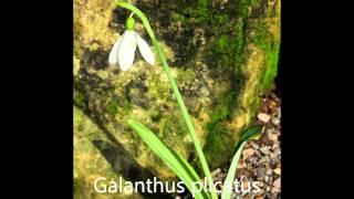 Snowdrops. A guide to identification.