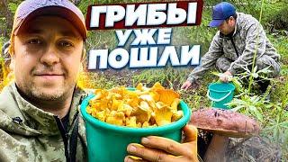 ГРИБЫ УЖЕ ПОШЛИ! Белые грибы и лисички в августе! Грибы