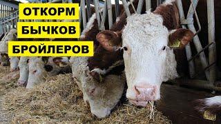 Бычок бройлер | Ускоренная технология откорма крс на мясо | Бычки | Мясное скотоводство