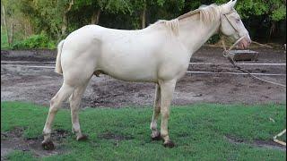 Caballo bayo huevo de pato manso - $2.000.000 - LOSEQUINOS.COM