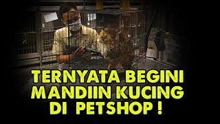 TERNYATA BEGINI MANDIIN KUCING DI PETSHOP !