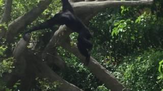 Monkey
