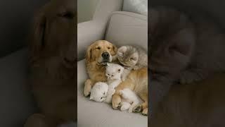 A Golden Retriever Naps with His Furry Friends — This Is What Peace Looks Like