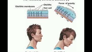 Anatomy | Physiology of the Utricle & Saccule [Otolithic Organs]