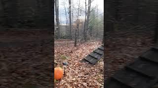 Jump #bernedoodlepuppyvideos #germanshepherd #dogs #dogtraining