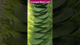 Arranged betel leaf | पानको पात | Betel leaf | #shorts #shortsnepal #lifeofvillage4u #shortfeed