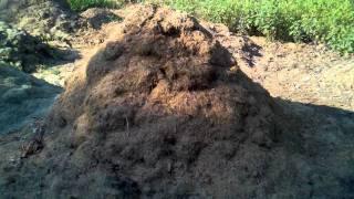 organic composting, very fast and efficient worm farming.