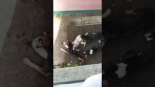 Viral Dogs Fighting #shorts #dogfight #sad