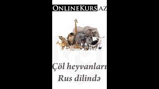 Çöl heyvanları rus dilində