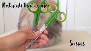 How to Give a Fuzzy Holland Lop a Haircut