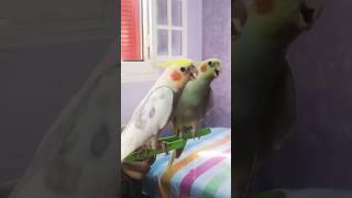 Cockatiel Sounds: Learn to Identify Different Calls and Songs #birds #cockatiel bird sound