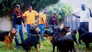 Nigerian Breeder Visits Ghana: Taiyelolu Kennels Explores Legion Rottweilers & Alpha Hunde Kennels