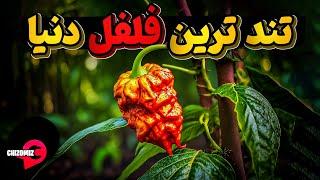 فلفل رکورد شکن پرازآتش که توانسته در کتاب گینس به ثبت برسد