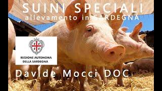 ALLEVAMENTO DEL SUINO IN SARDEGNA  un documentario di Davide Mocci - suinicoltura in biosicurezza