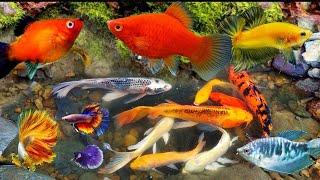 WOW  Menemukan ikan hias warna-warni, menemukan ikan cantik, ikanmolly, ikan koi