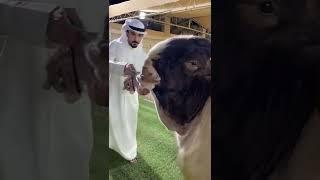 World Longest Ears Goat breed Of Dubai || youtube short || short