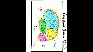 #Anatomy_Practical_Sketch_book | 2nd year | Shorts | #Medico_diaries | #medtube